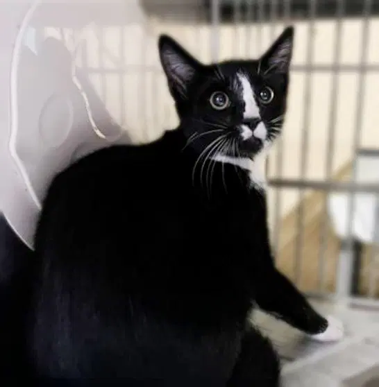 Barre - Tuxedo