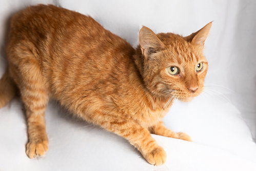 JAXON, a cat for adoption from United Hope for Animals