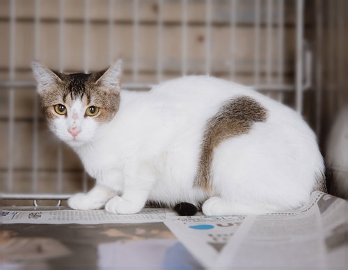 FANTASIA, a cat for adoption from United Hope for Animals