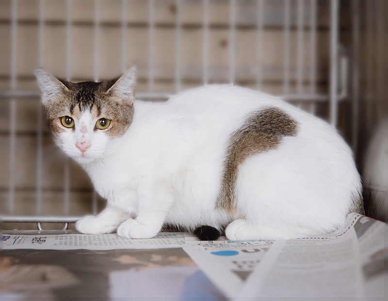 Fantasia, a female Tabby kitten up for adoption