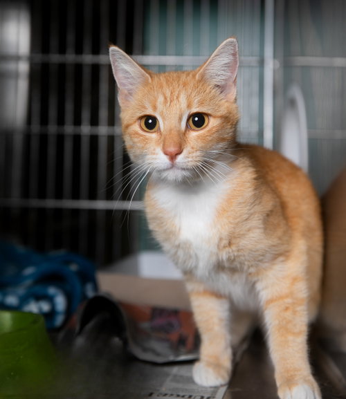 KEKE, a cat for adoption from United Hope for Animals
