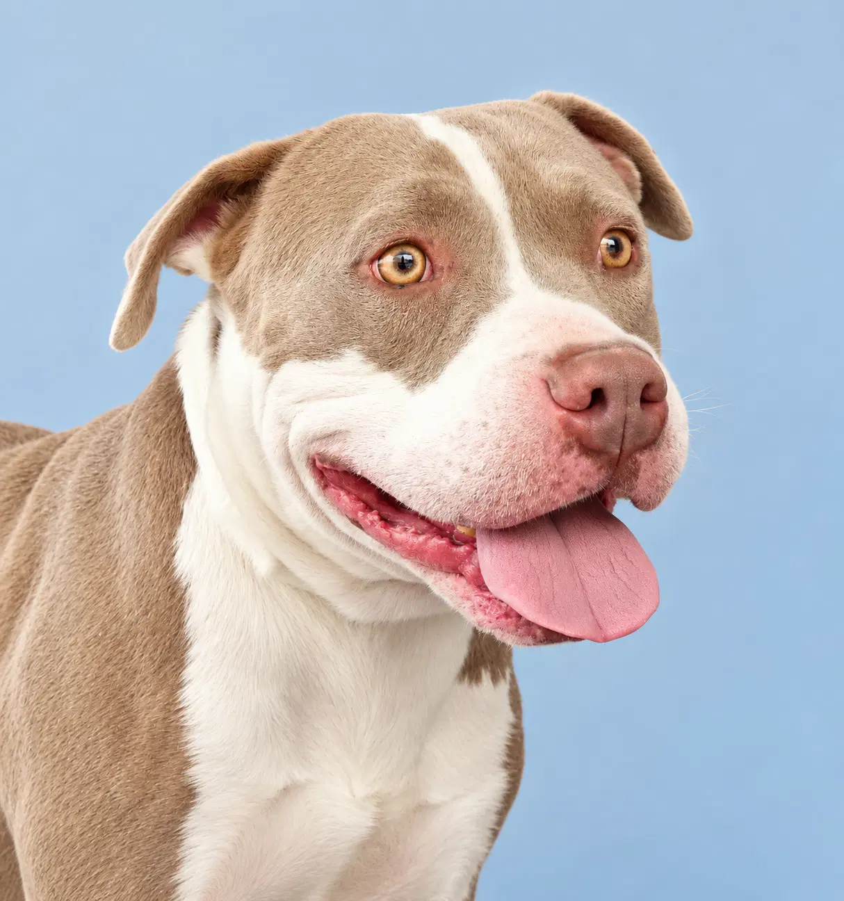Sweet Boy - Pit Bull Terrier