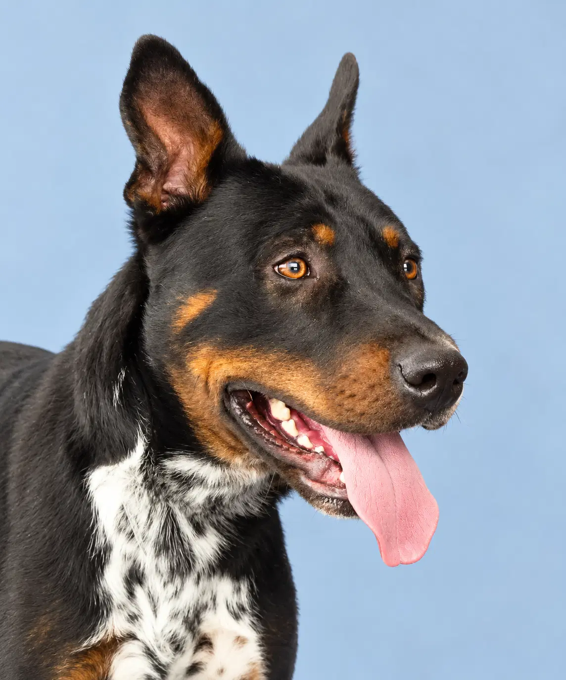Sgt Flint - Queensland Heeler