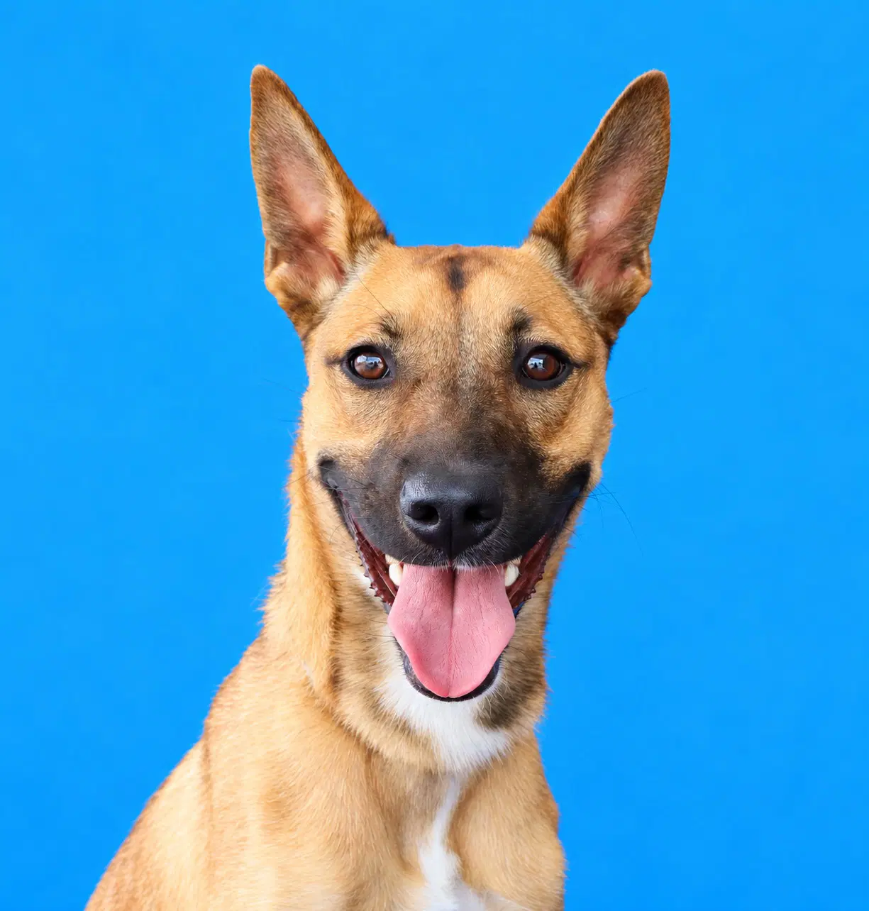 Worthy - Carolina Dog