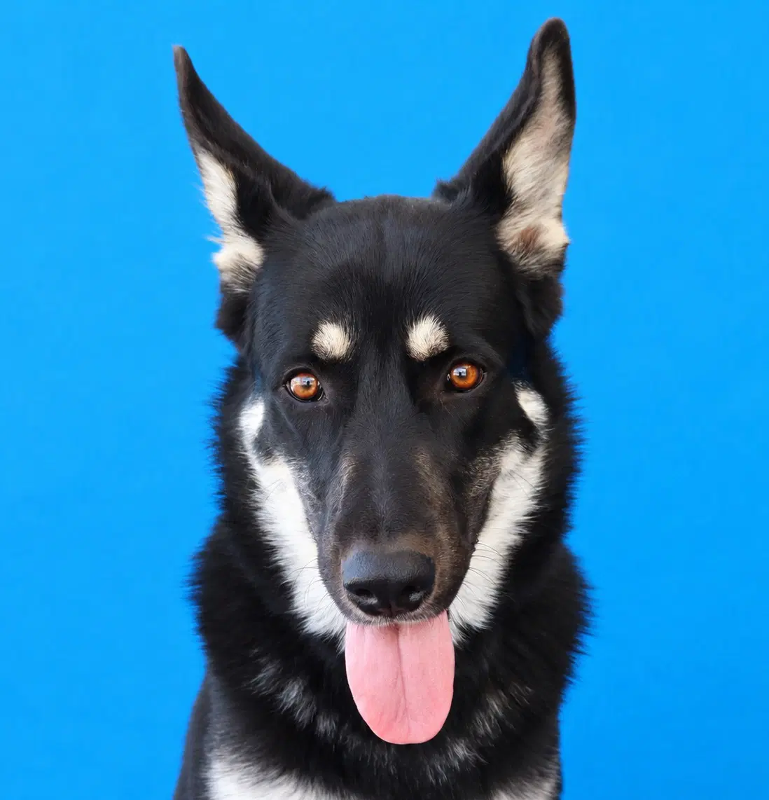 Rascal - German Shepherd Dog