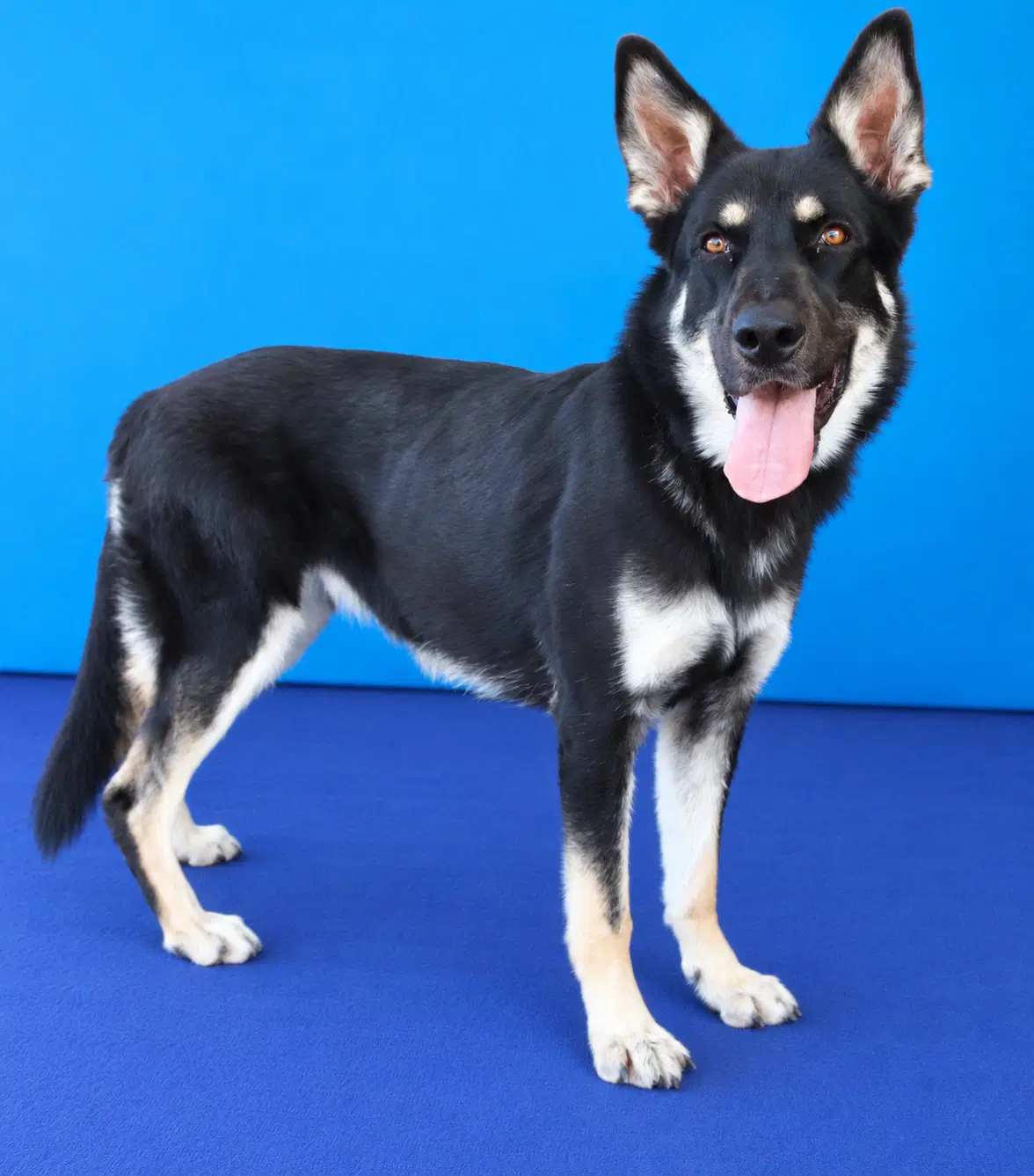 Rascal image 2