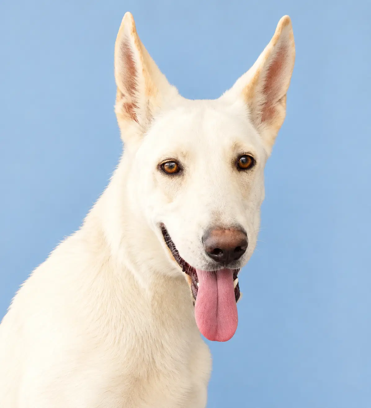 Ellen - Carolina Dog