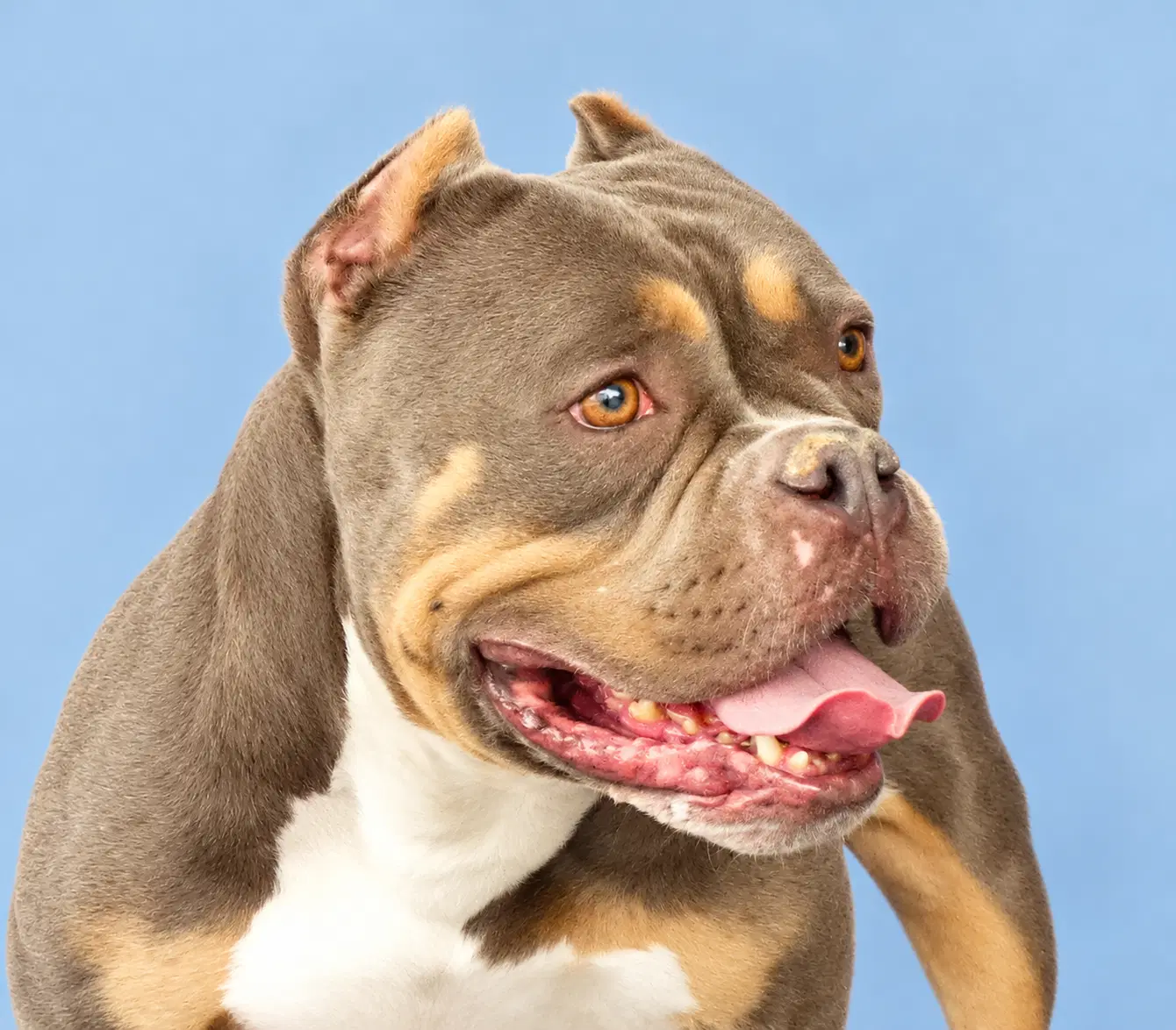 Baby - English Bulldog