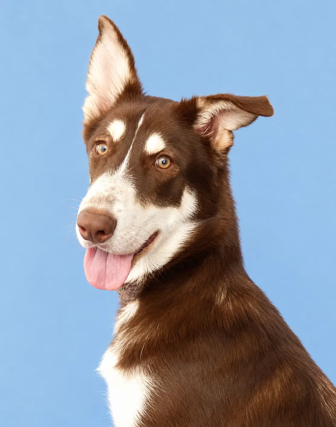 Nino Brown - Siberian Husky