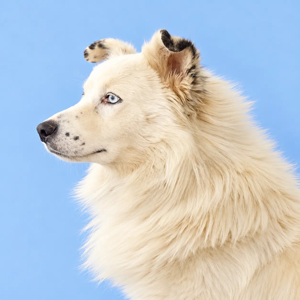 Azul - Australian Shepherd