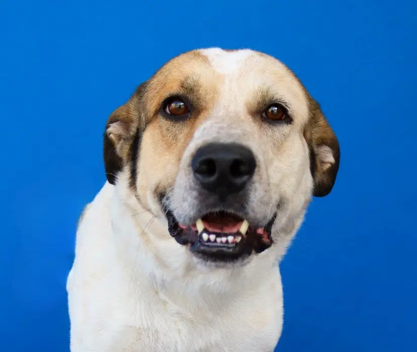 Simon - Labrador Retriever