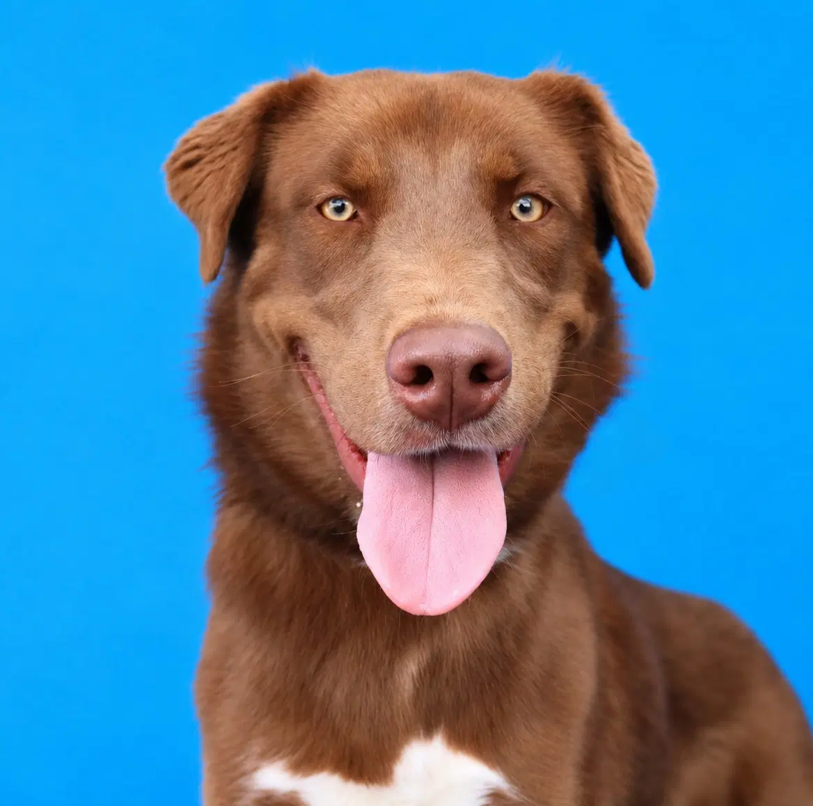 Autumn - Australian Shepherd