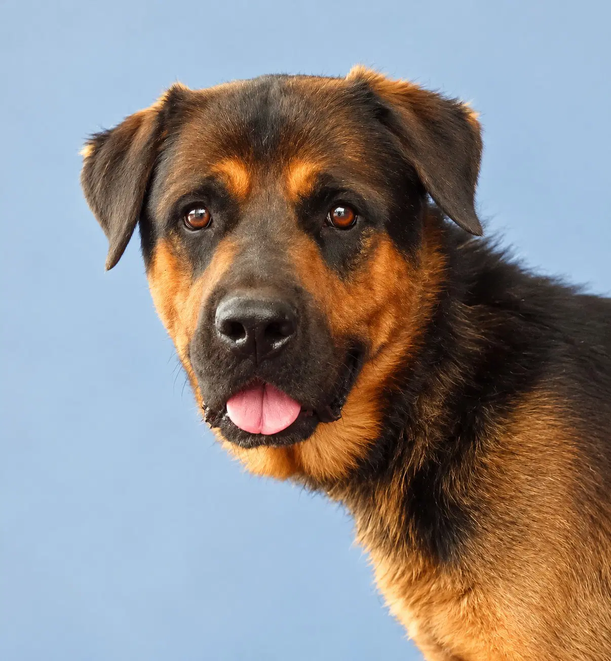 Al - Rottweiler