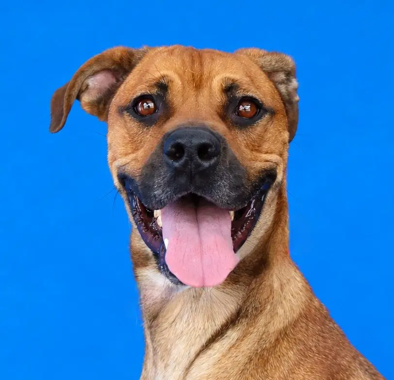 Rosie - Boxer