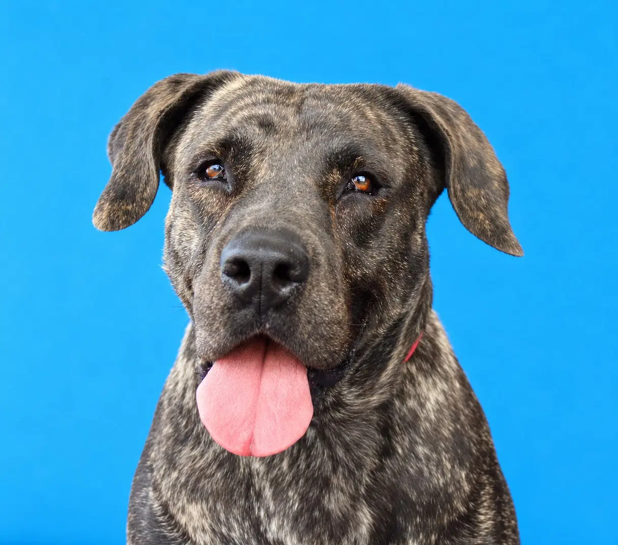 Melly - Mastiff