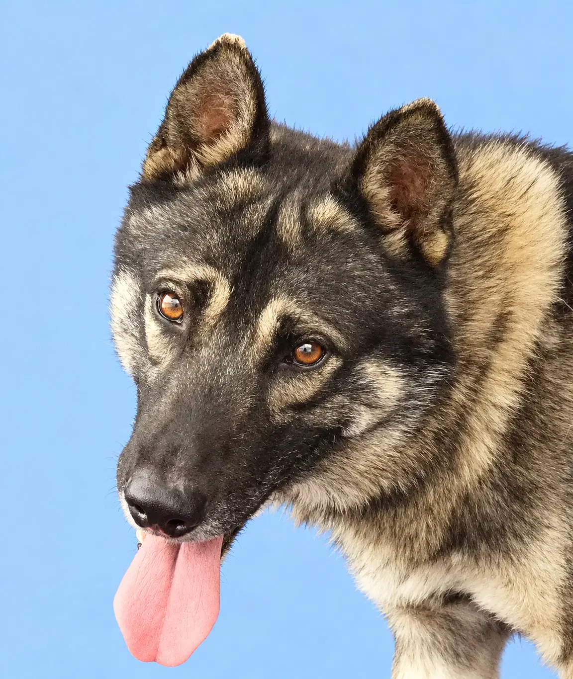 Harry - German Shepherd Dog
