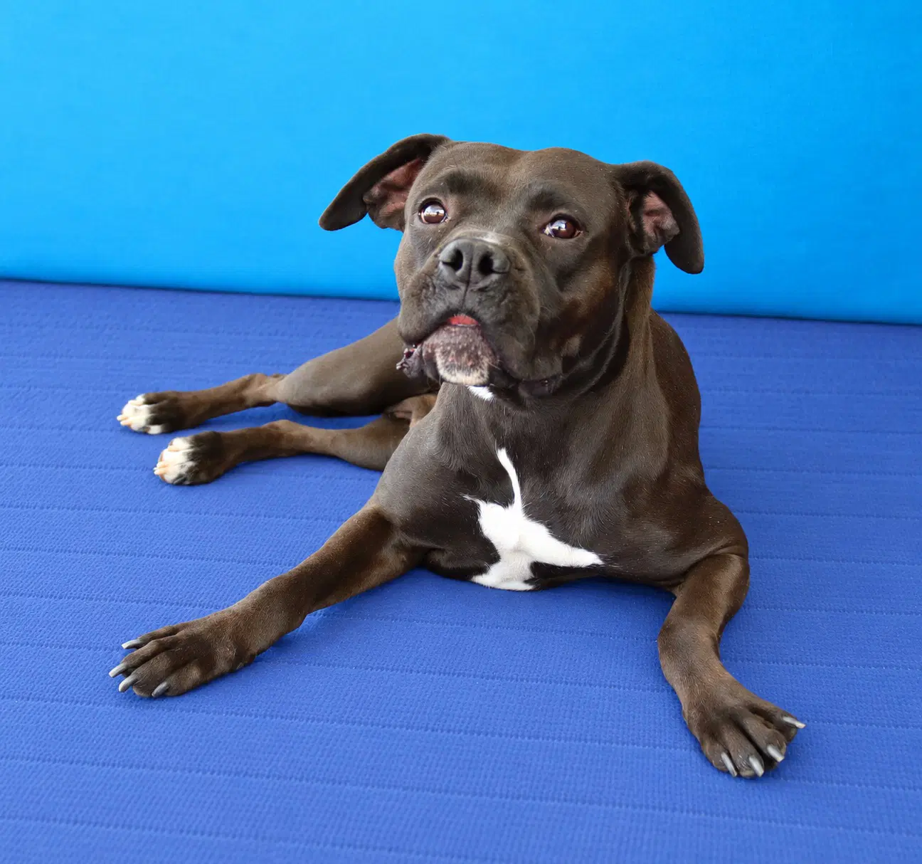 Sparrow - Boxer