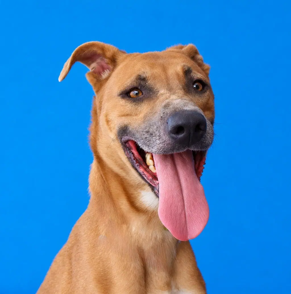 Tyra - Boxer