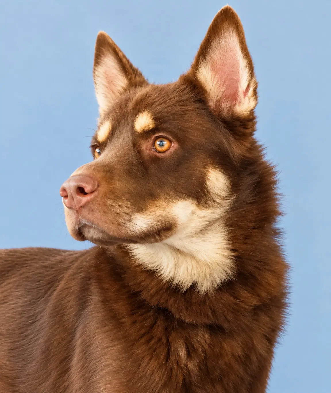 Nuka - Siberian Husky