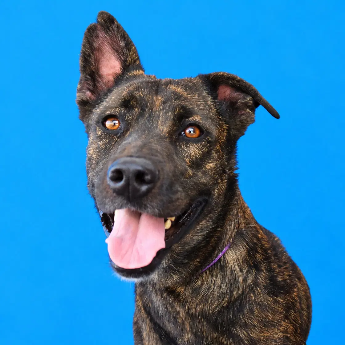 Phoenix - Dutch Shepherd
