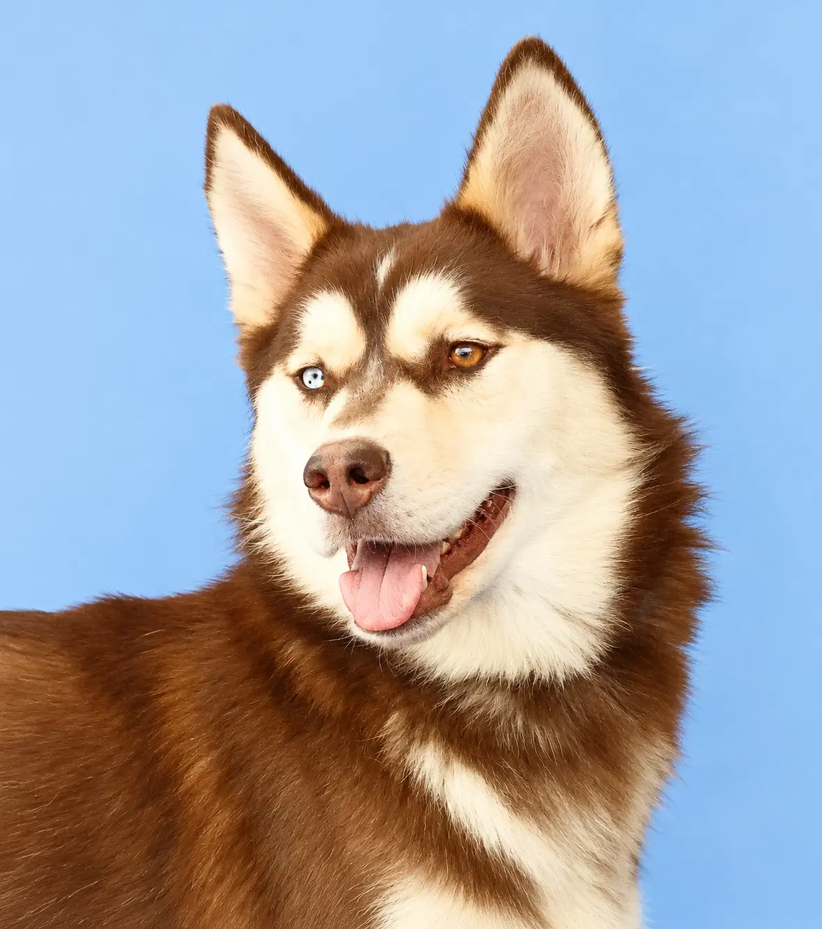 Topper - Alaskan Malamute