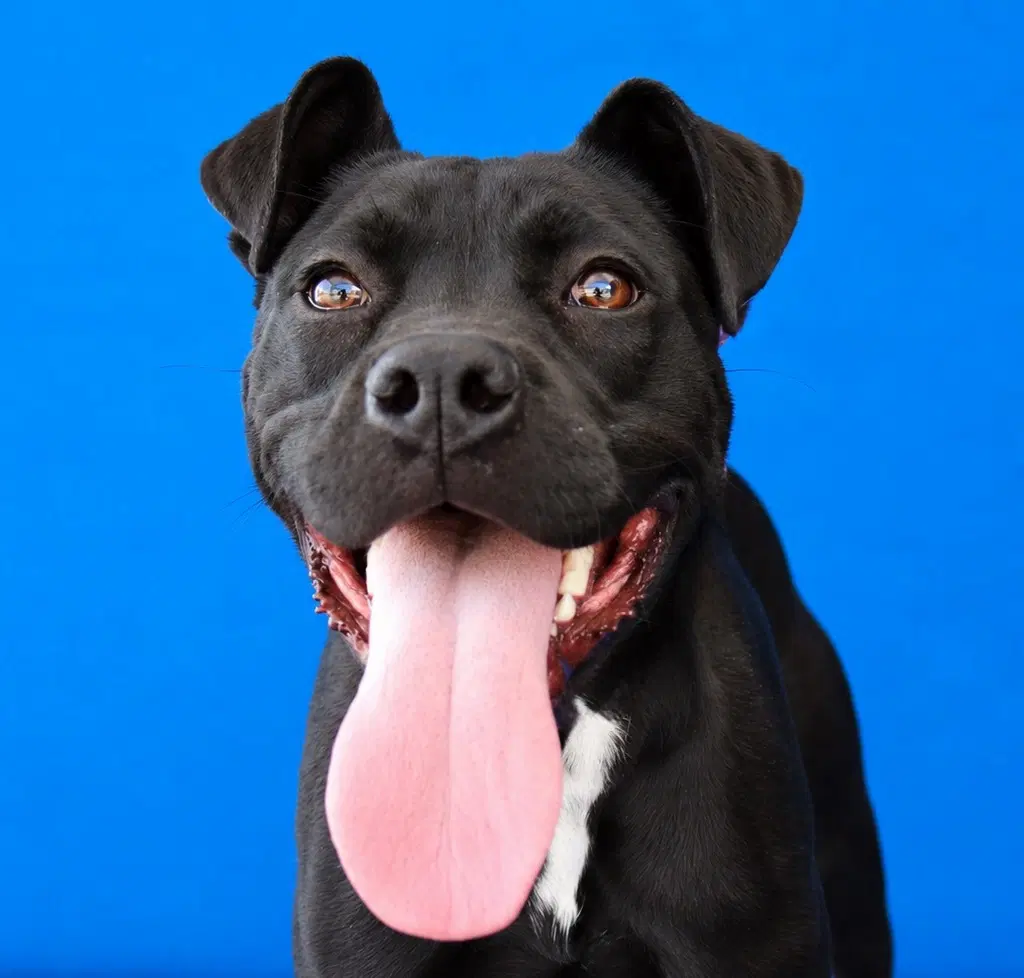 Tanya - Pit Bull Terrier