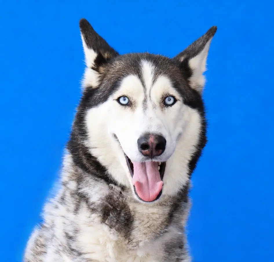Canelo - Siberian Husky