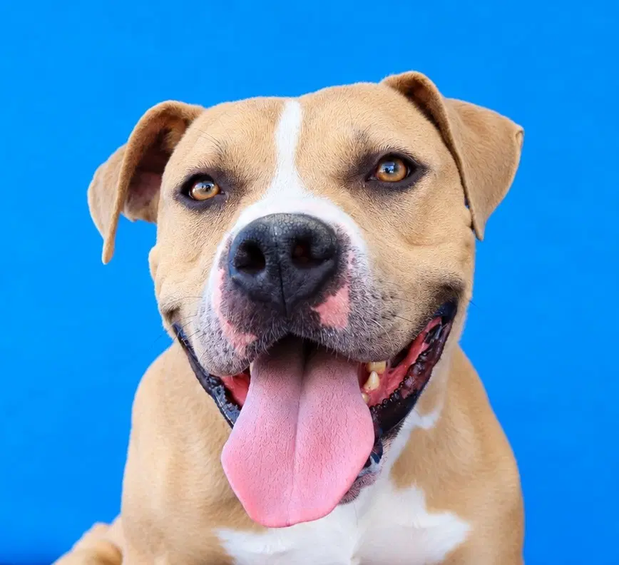 Boo Boo - Staffordshire Bull Terrier