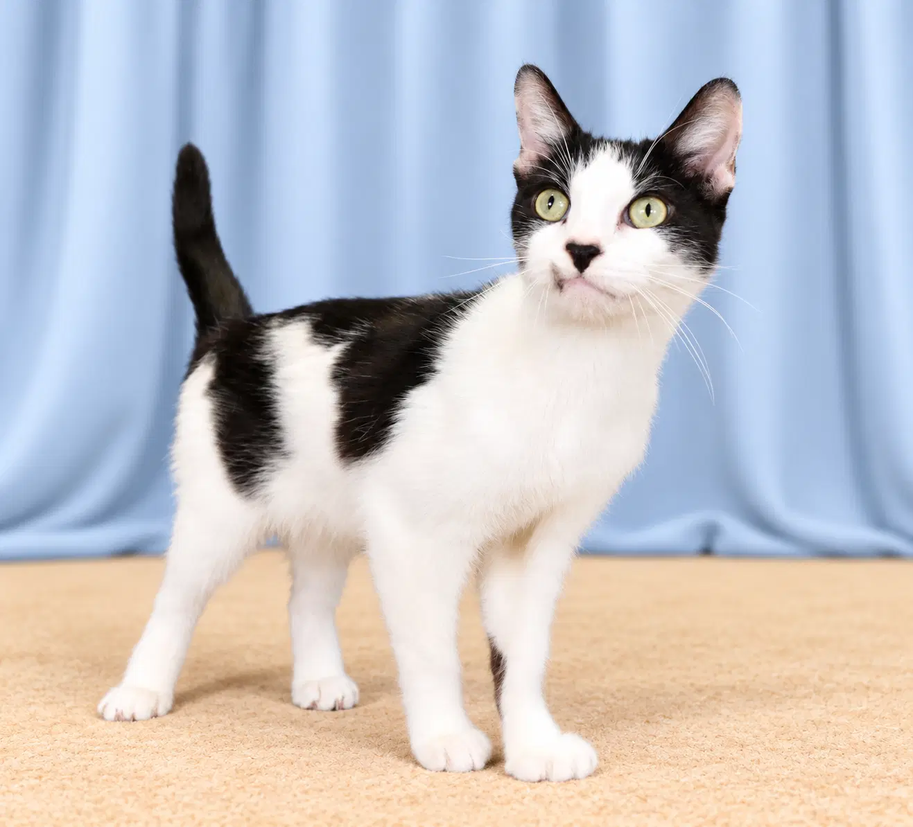 Detta - Domestic Short Hair