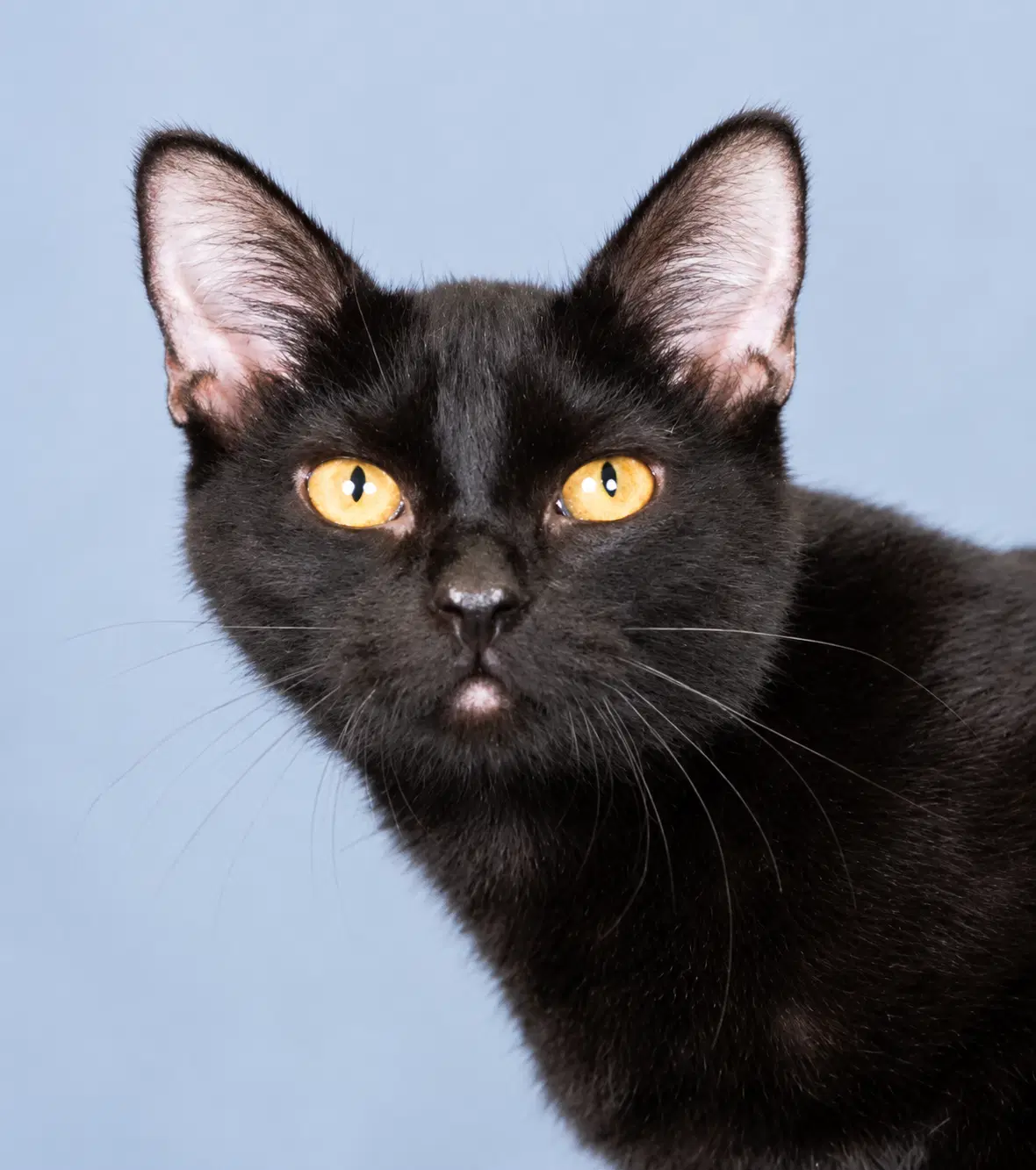 Pickle - Domestic Short Hair