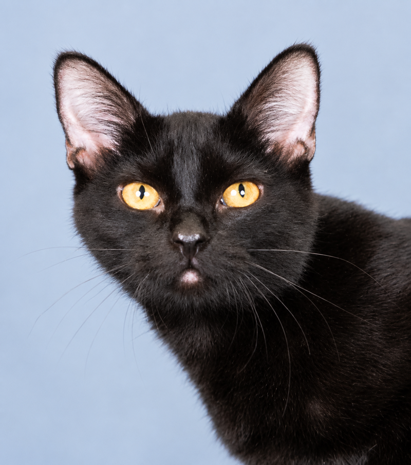 Pickle, a female kitten up for adoption