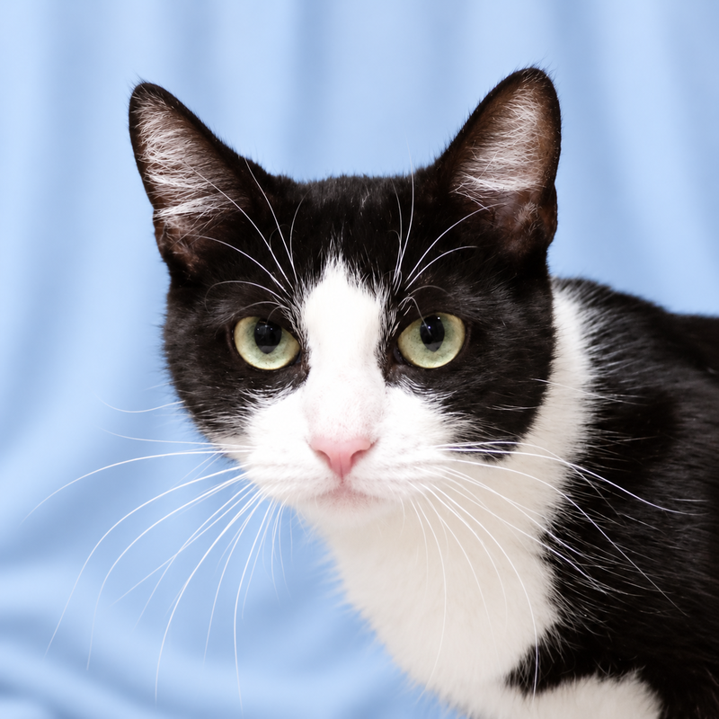 Clover, a young female cat up for adoption