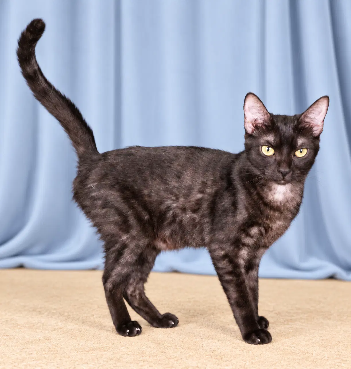 Smokey - Domestic Short Hair