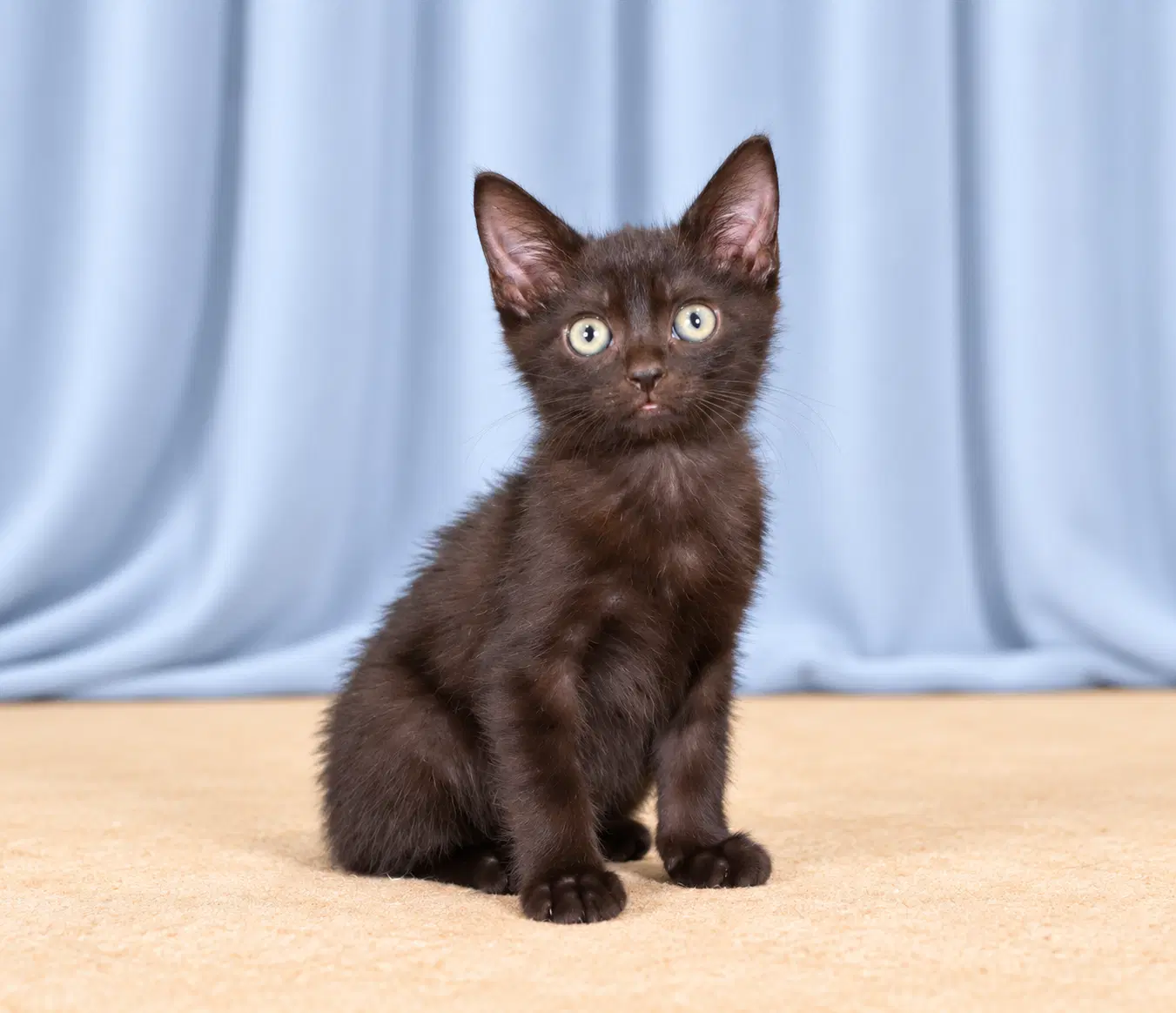 S'more - Domestic Short Hair