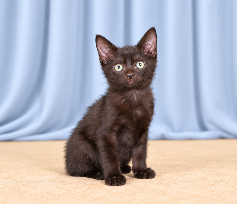 S'More, a female kitten up for adoption