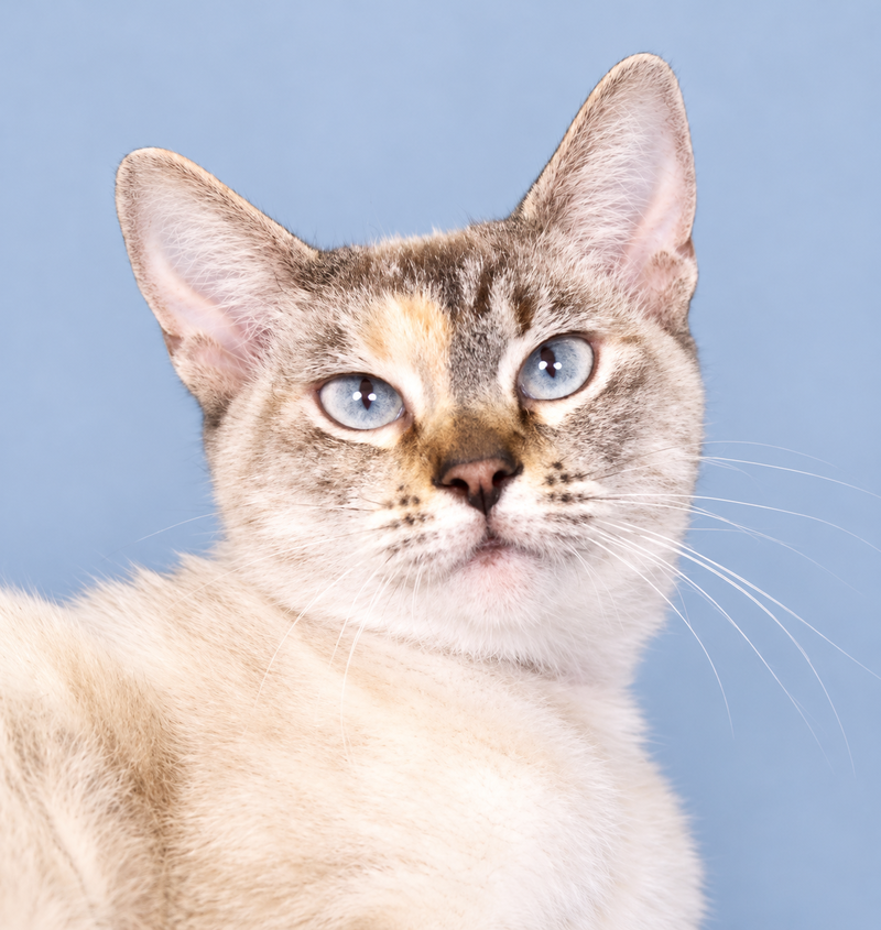 Cupcake, an adult female Siamese cat up for adoption