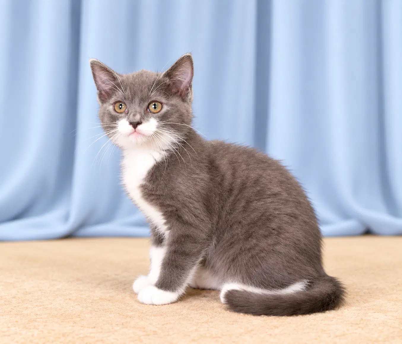 Sox - Domestic Short Hair