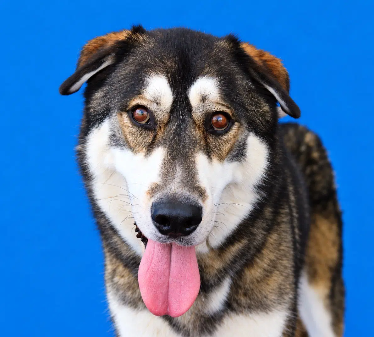 Hachi - German Shepherd Dog