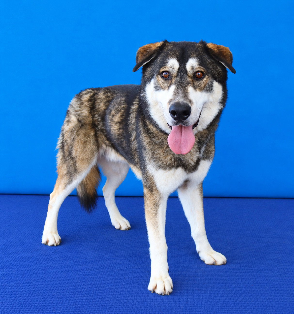 HACHI, photo 2