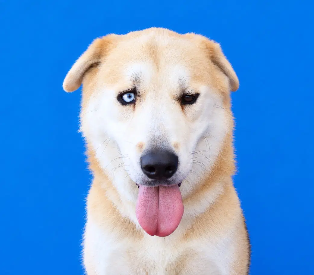 Toby Cuevas - German Shepherd Dog