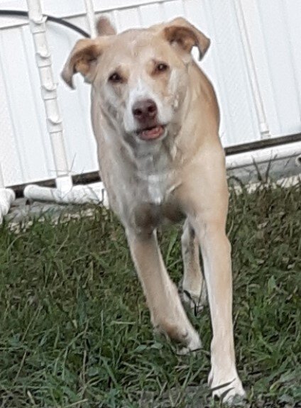 adoptable Dog in Tampa, FL named Ella