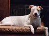 adoptable Dog in tampa, FL named Tillie