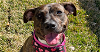 adoptable Dog in tampa, FL named Dot