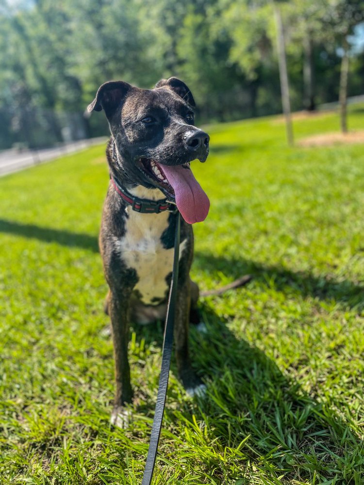 adoptable Dog in Tampa, FL named Pickles