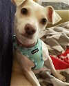 adoptable Dog in  named Elsa