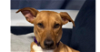 adoptable Dog in tampa, FL named Arya Lake