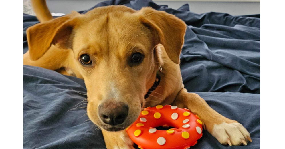 adoptable Dog in Tampa, FL named Winston Lake