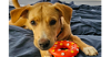 adoptable Dog in tampa, FL named Winston Lake