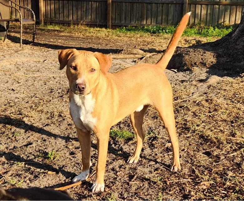 adoptable Dog in Tampa, FL named Tucker Lake