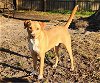 adoptable Dog in tampa, FL named Tucker Lake